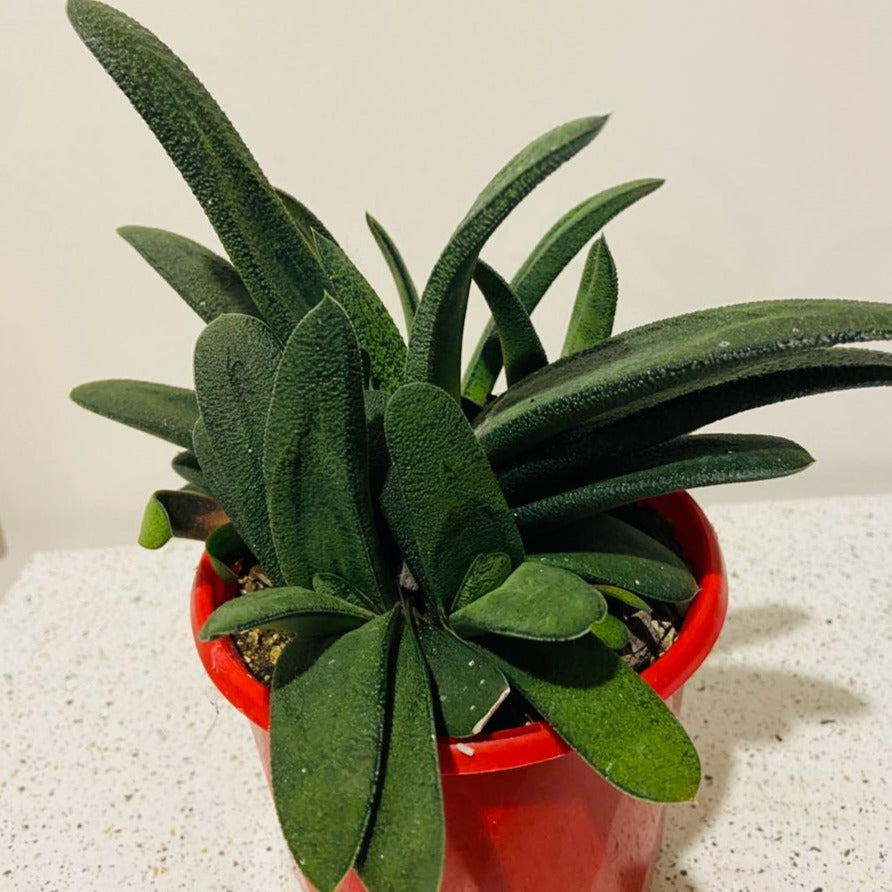 Gasteria