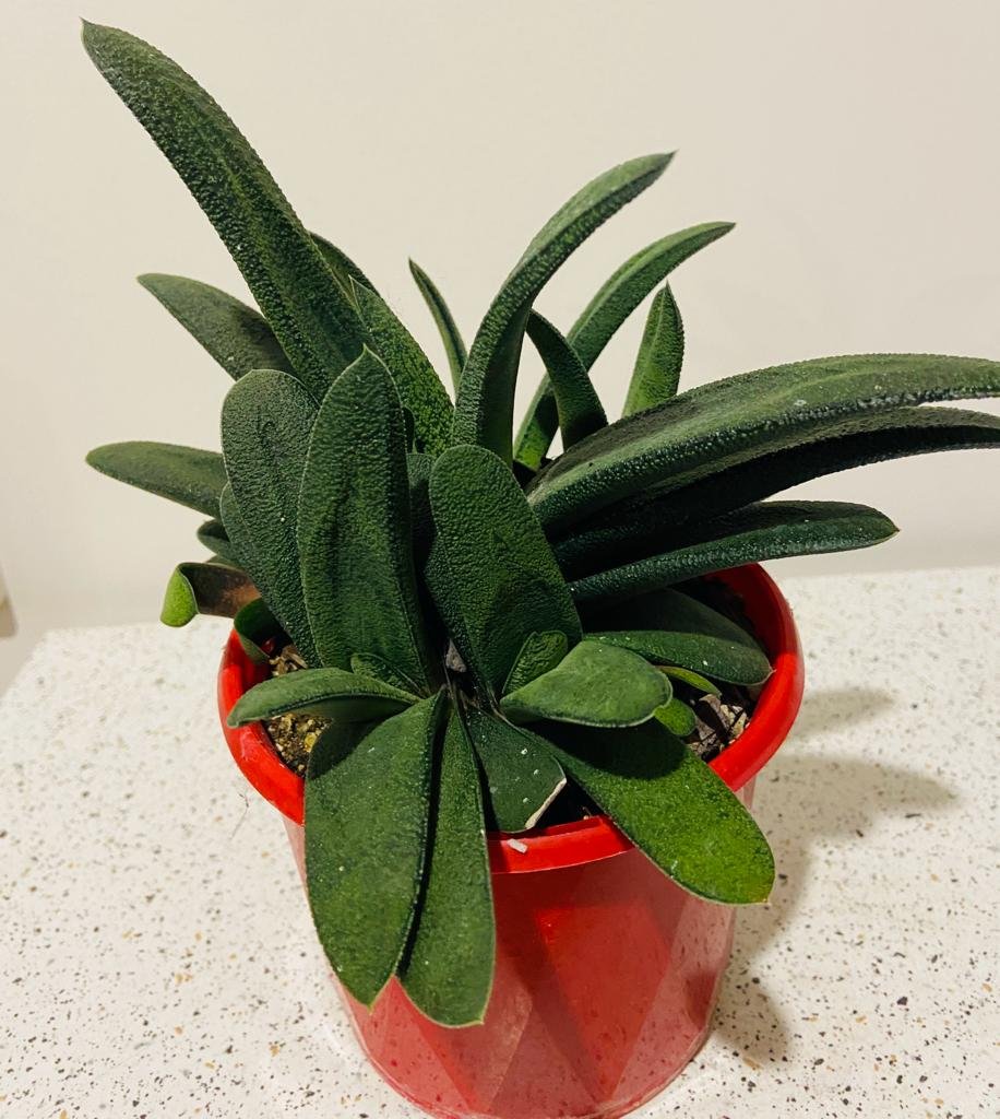 Gasteria