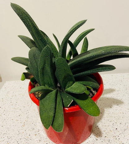 Gasteria