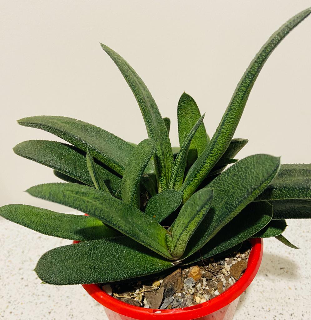 Gasteria