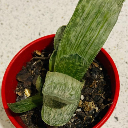 Gasteria Species Variegated