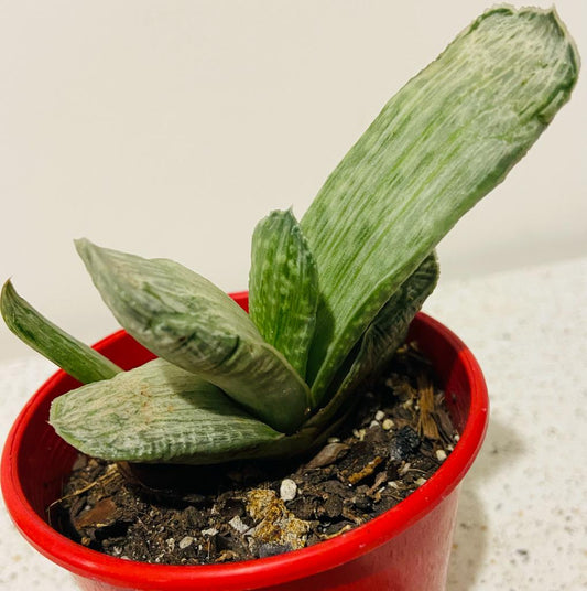 Gasteria Species Variegated