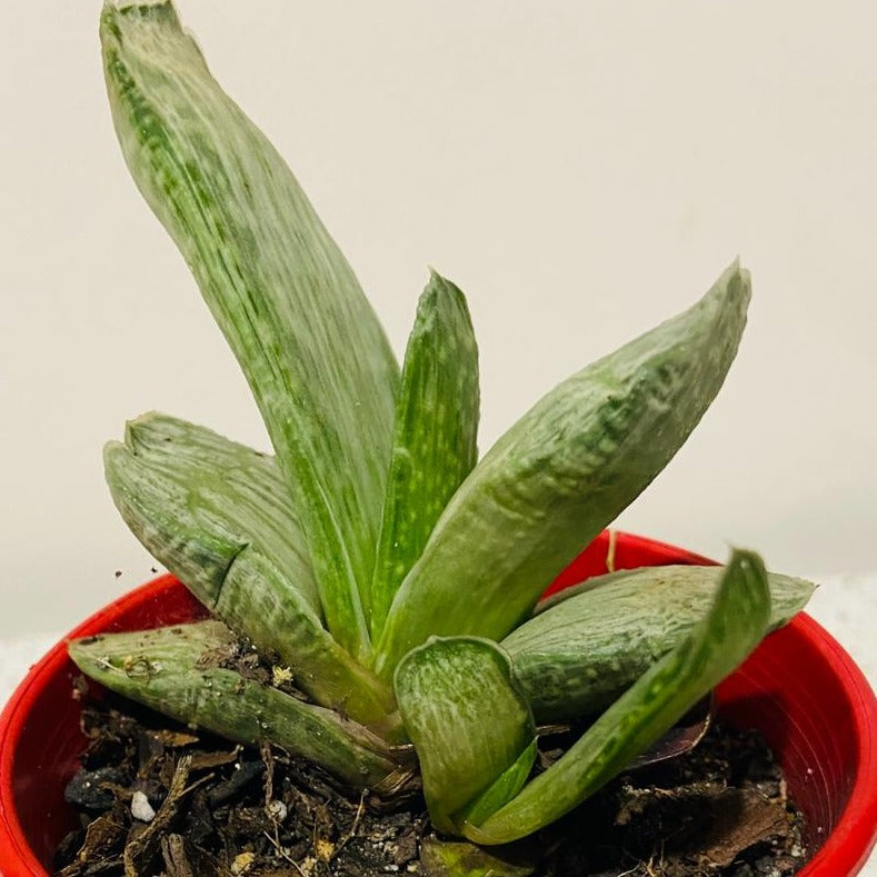 Gasteria Species Variegated