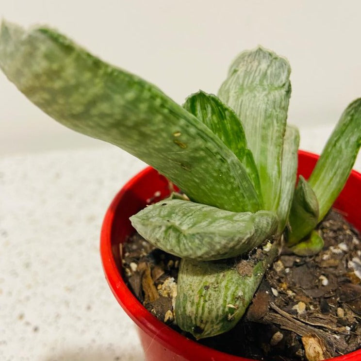 Gasteria Species Variegated