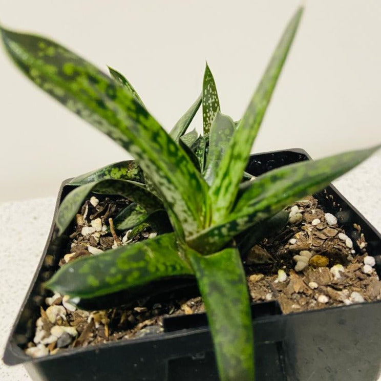 Gasteria Liliput