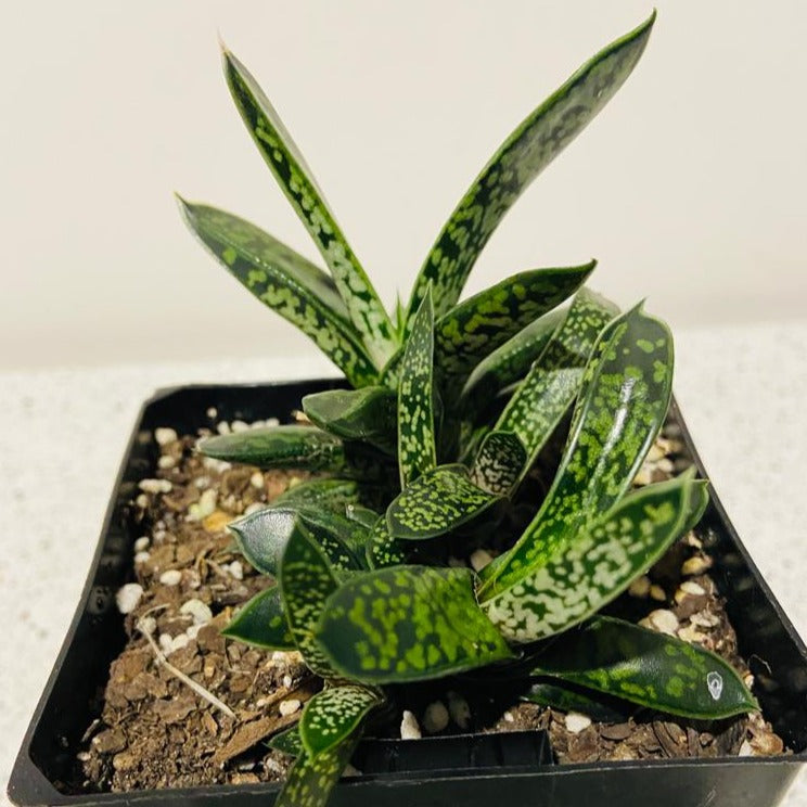 Gasteria Liliput