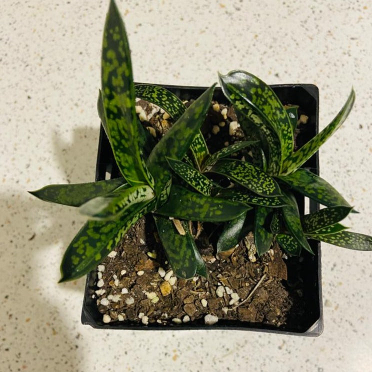 Gasteria Liliput