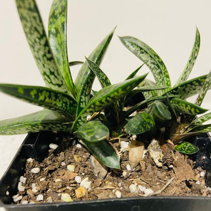 Gasteria Liliput