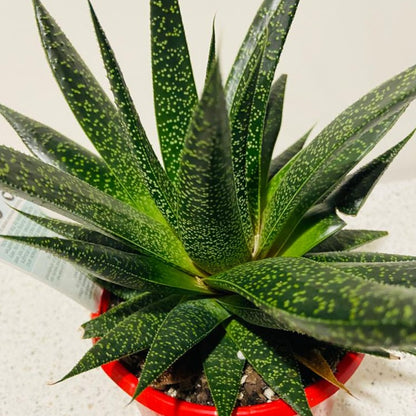 Gasteria x Aloe Flow