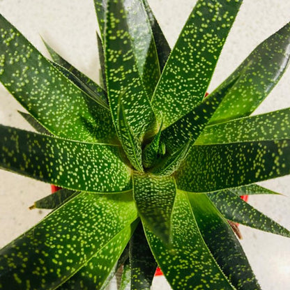 Gasteria x Aloe Flow