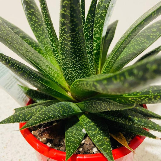 Gasteria x Aloe Flow