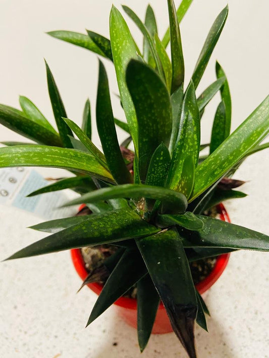 Haworthia #56