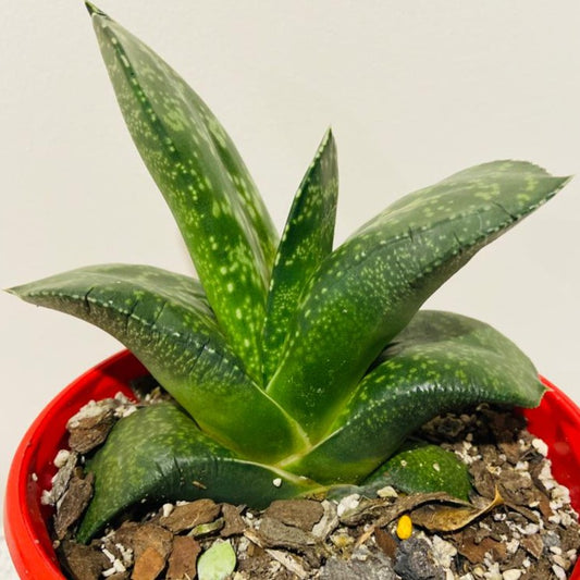 Gasteria