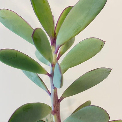 Senecio Crassicautrs ( Vertical Leaf Senecio)