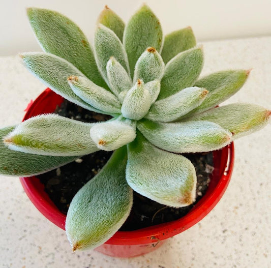 Echeveria Pulvinata Species  130mm