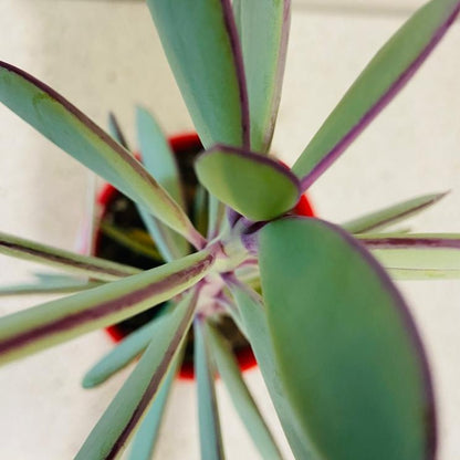 Senecio Crassicautrs ( Vertical Leaf Senecio)