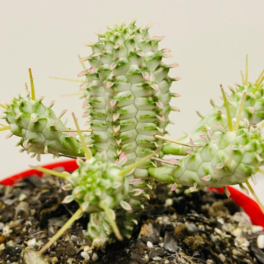 Euphorbia Mamillaris Variegated