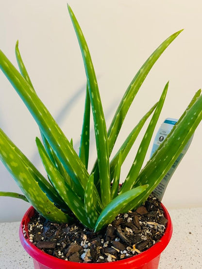 Aloe Vera