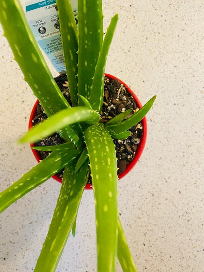 Aloe Vera