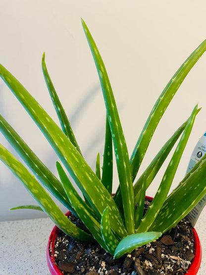 Aloe Vera