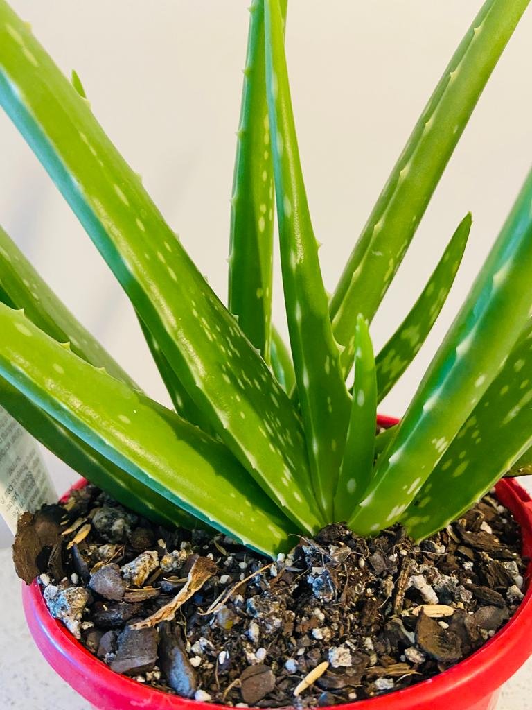 Aloe Vera