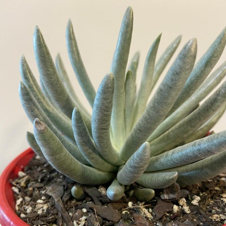 Senecio Scaposus