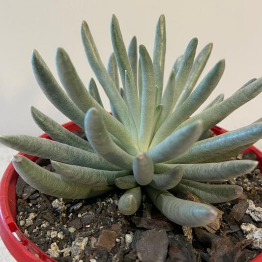 Senecio Scaposus