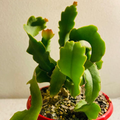 Epiphyllum Curly Sue