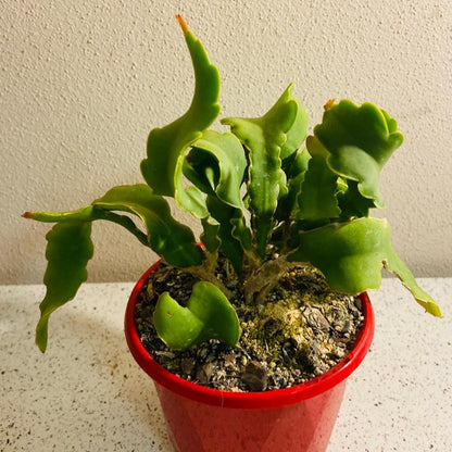 Epiphyllum Curly Sue