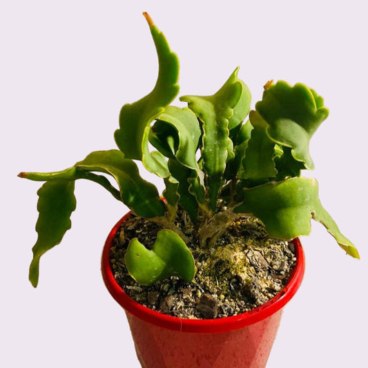 Epiphyllum Curly Sue  130mm