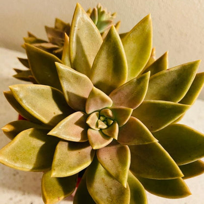 Graptoveria Bronzed Aussie