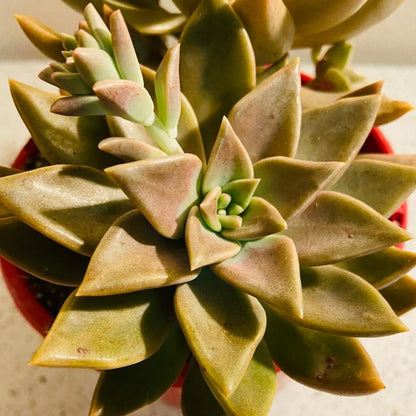 Graptoveria Bronzed Aussie