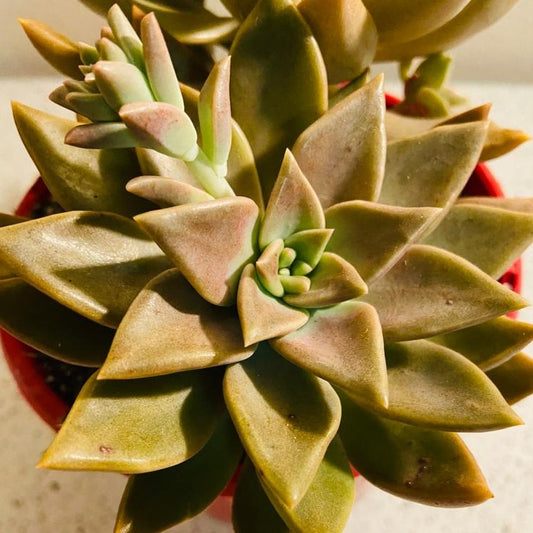 Graptoveria Bronzed Aussie