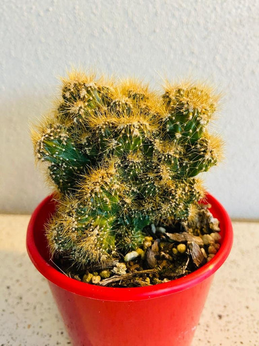 Cereus Monstrose  #1