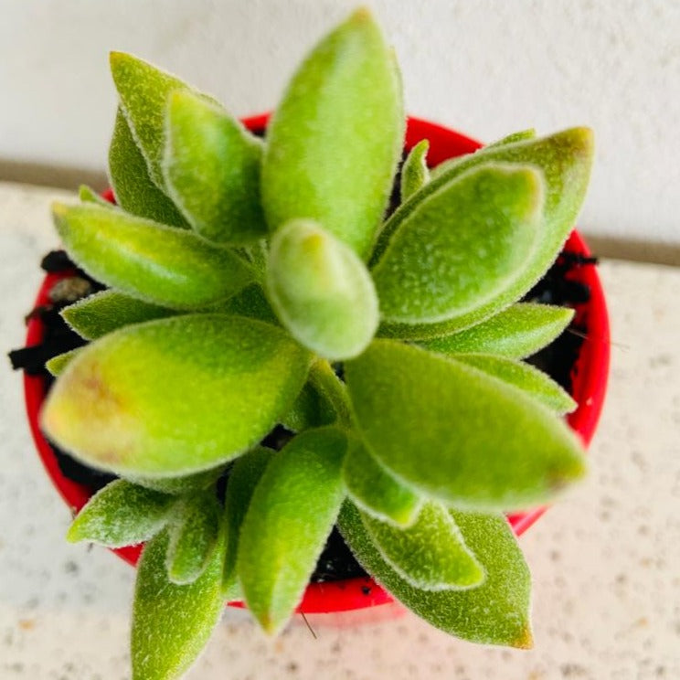 Cotyledon Tomentose Ladismithiensis