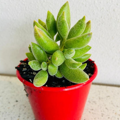 Cotyledon Tomentose Ladismithiensis