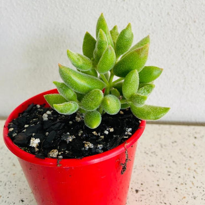 Cotyledon Tomentose Ladismithiensis