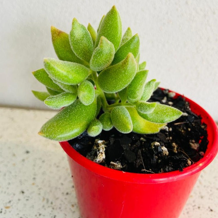 Cotyledon Tomentose Ladismithiensis