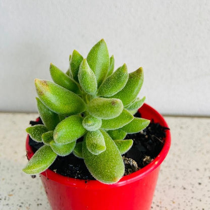 Cotyledon Tomentose Ladismithiensis