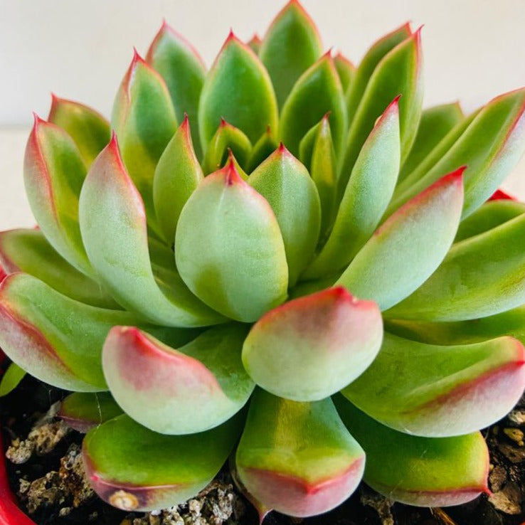 Echeveria Polgara