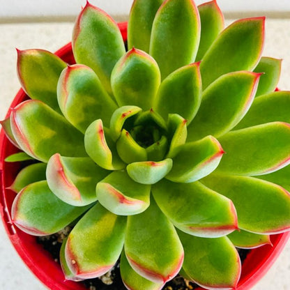 Echeveria Polgara