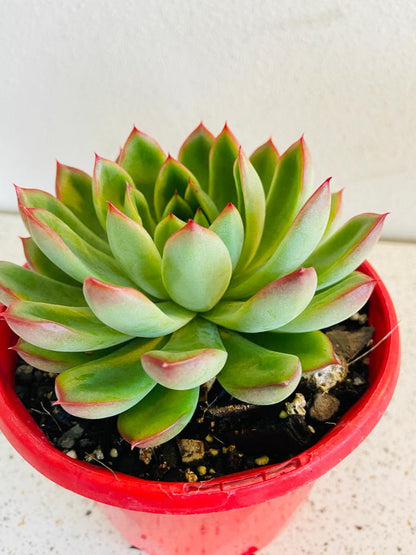 Echeveria Polgara