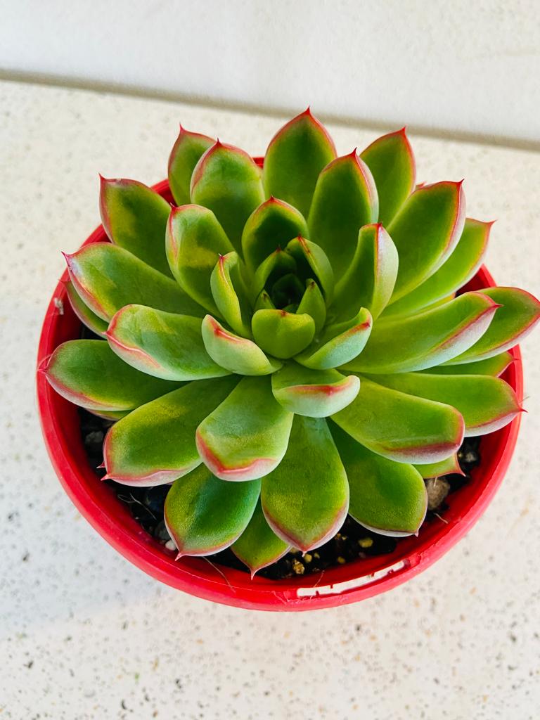 Echeveria Polgara