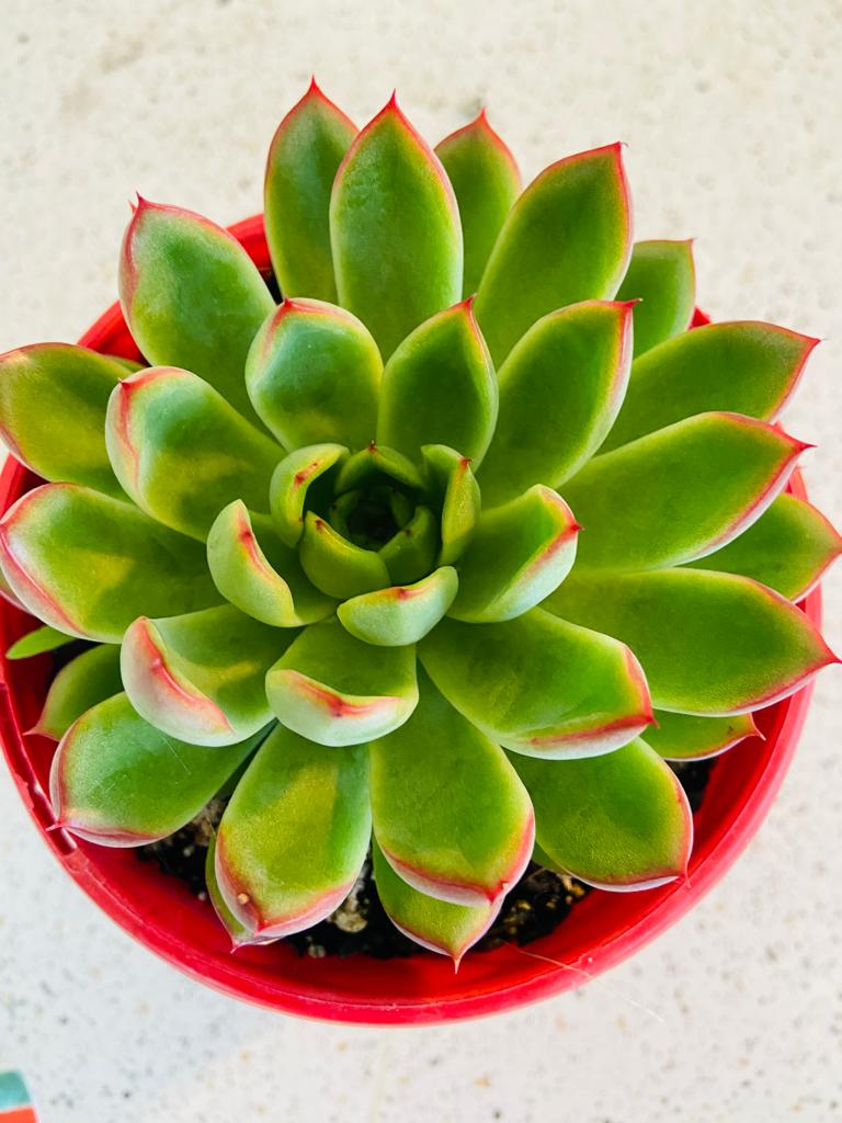 Echeveria Polgara