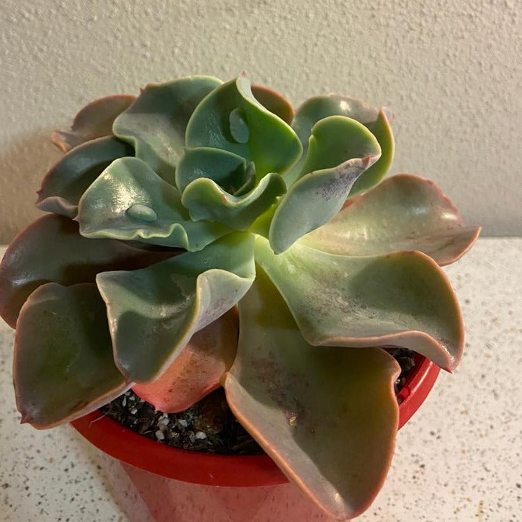 Echeveria Lahari