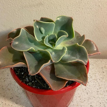 Echeveria Lahari