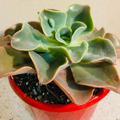 Echeveria Lahari