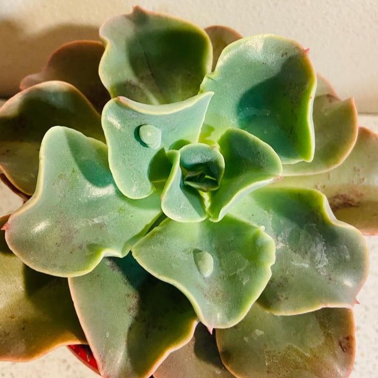 Echeveria Lahari