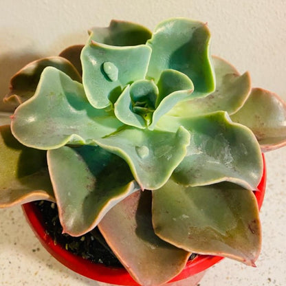 Echeveria Lahari