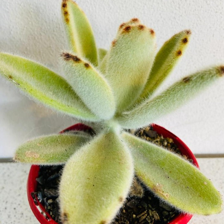 Kalanchoe Tomentosa Big Hairy